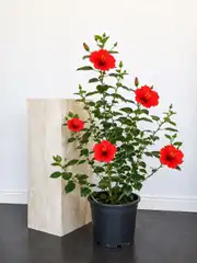 Japon Gülü - Hibiscus Rosa 100-120 cm 2
