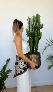 Euphorbia Acrurensis Çok Köklü 90 cm 4