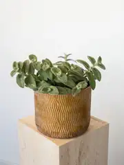 Beyaz Kadife Telgraf Çiçeği - Tradescantia Sillamontana 1