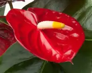 Antoryum  Bitkisi 2