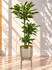 Dracaena Fragrans Dorado Çok Kollu 160-170 cm  1