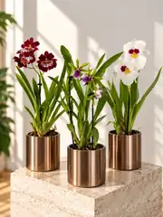 Miltoniopsis Koleksiyon Orkide ( Özel Tür Pansy Orkide ) 1