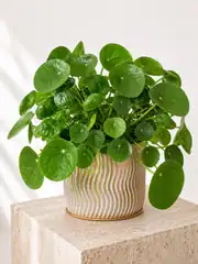 Pilea Büyük Boy 1
