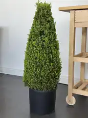 Şimşir (Buxus Faulkner )Piramit Formlu 100-110 cm İthal 2