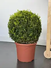 Şimşir (Buxus Faulkner) Top Form 60-70 cm Çap İthal 2