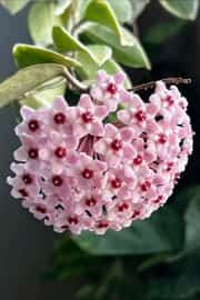 Hoya Carnosa Variegata ( Zebra ) Bitkisi 2