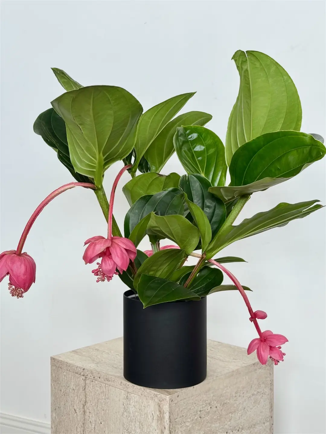 Medinilla Magnifica (Medinella) Bitkisi