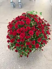 XXL Kasımpatı Bordo (Chrysanthemum morifolium) 2