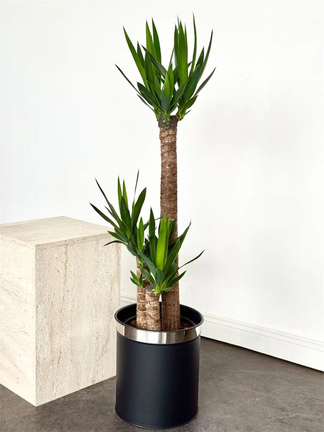 Yucca ( Yuka ) Bitkisi 3 Gövdeli 130-140 cm