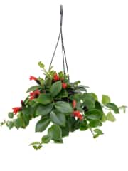 Ruj çiçeği Aeschynanthus Bitkisi 1