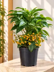 Ardissia Crenata 2