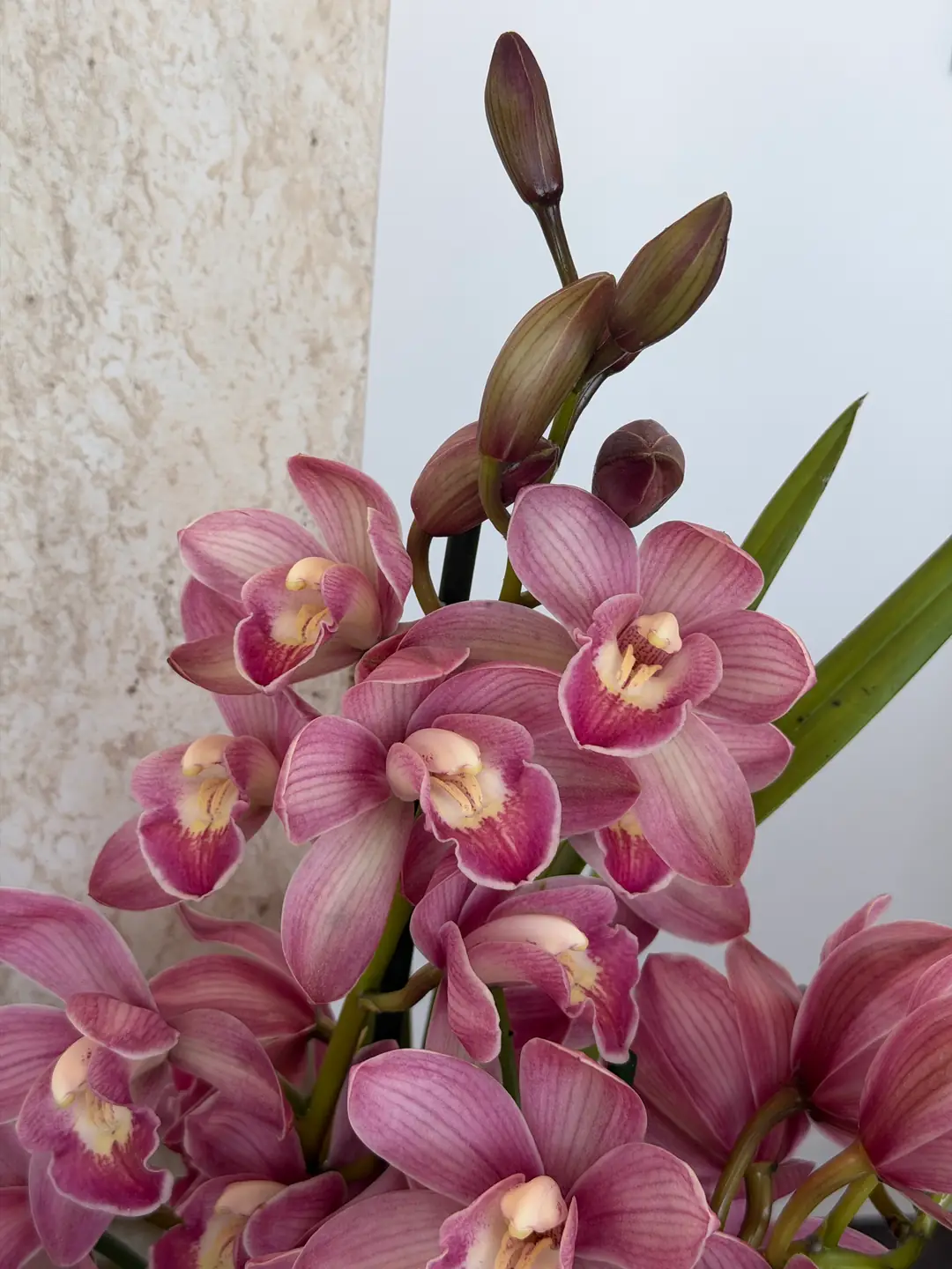 Cymbidium Orkide  4