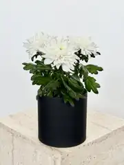 Krizantem Chrysanthemum Anastasya Mix İkili Set  2