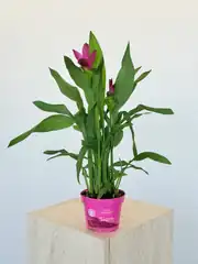 Curcuma Zerdeçal Çiçeği  2