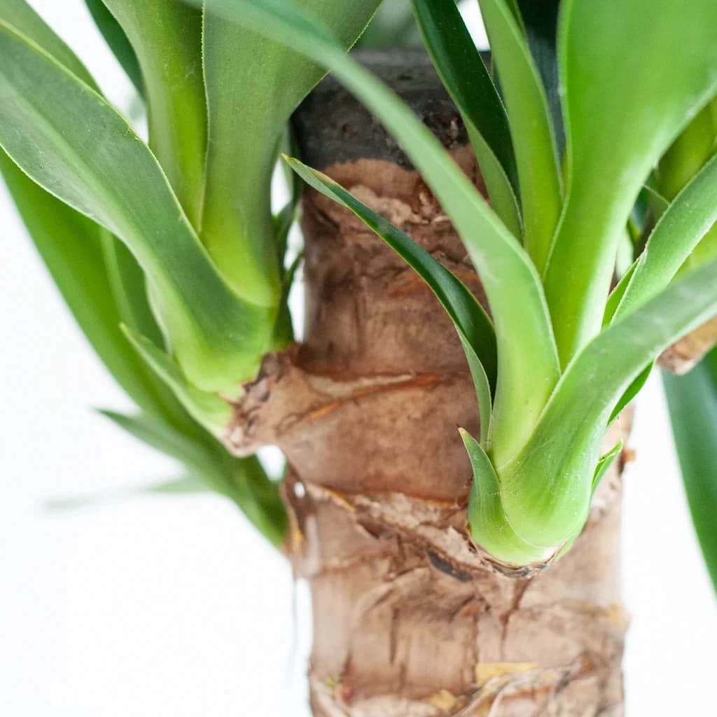 Yucca ( Yuka ) Bitkisi İki Gövdeli 130-140 cm 4