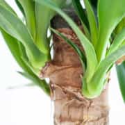 Yucca ( Yuka ) Bitkisi İki Gövdeli 130-140 cm 4