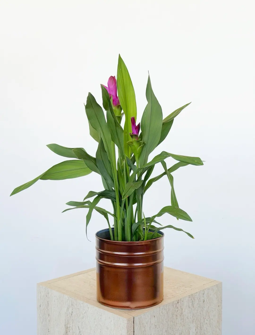 Curcuma Zerdeçal Çiçeği 