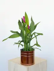 Curcuma Zerdeçal Çiçeği  1