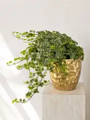 Hedera Helix Veriagata ( Lvy ) Bitkisi 1
