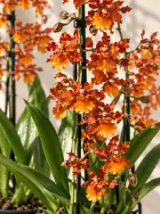 Nadir Cambria (Oncidium) Orkide – Turuncu Bakır Tonlu Koleksiyon Türü 3
