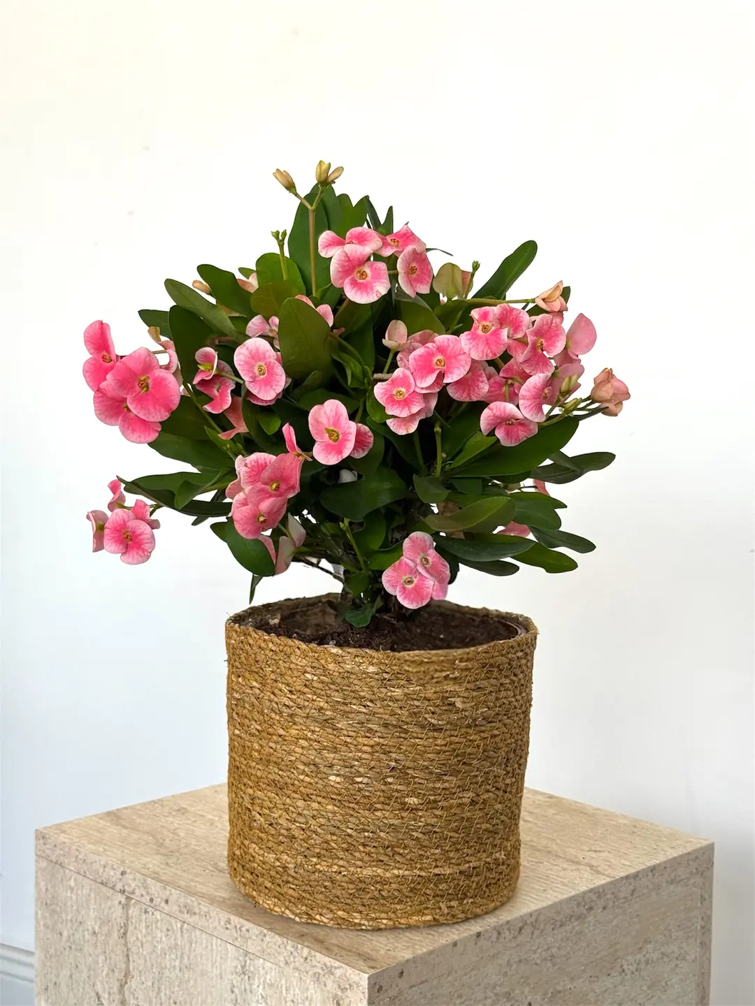 Euphorbia Milii ( Taç Çiçeği ) L