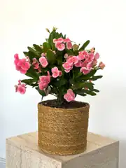 Euphorbia Milii ( Taç Çiçeği ) L 1