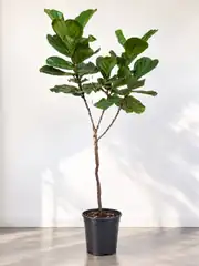Lyrata Anaç Çatallı (ficus lyrata) 160-170 cm 2