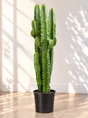 Euphorbia İngens 3 Kök Dev Kaktüs (120 cm) 2