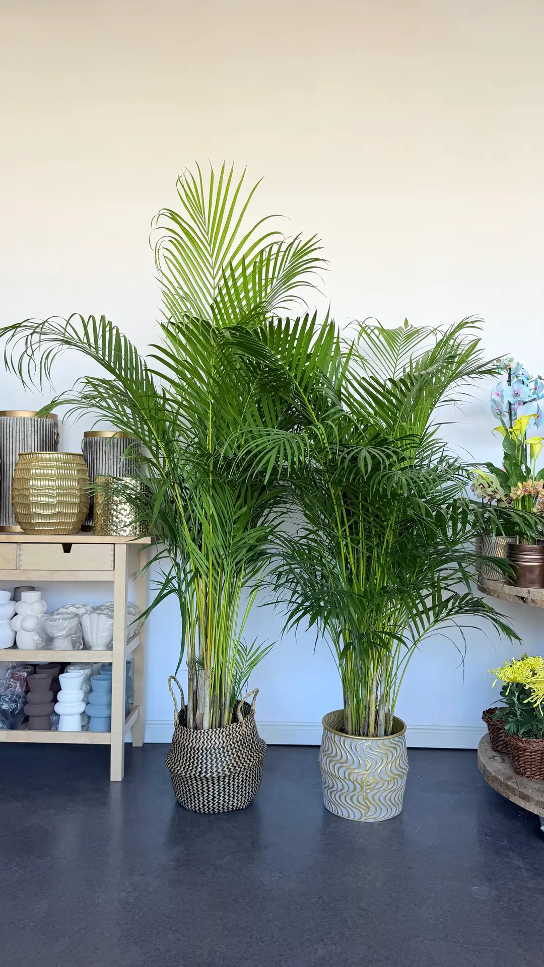 Areka Palmiyesi ( Dypsis Lutescens ) 170-190 cm İthal Sık Köklü 3