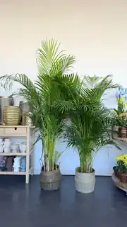 Areka Palmiyesi ( Dypsis Lutescens ) 170-190 cm İthal Sık Köklü 3