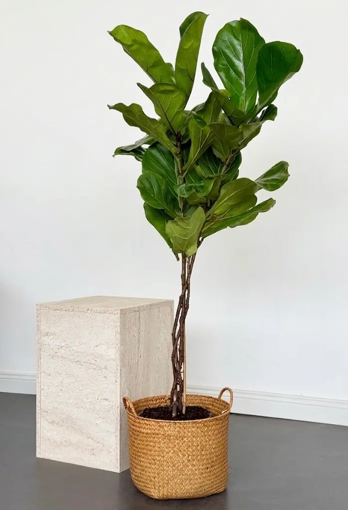 Lyrata Örgülü Bitkisi 120-140 cm