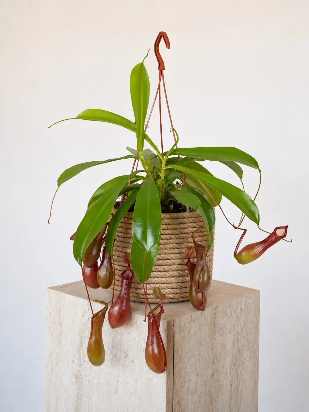 Egzotik Bitki Sİnek Kapan İbrik Otu - Nepenthes
