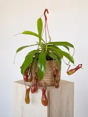Egzotik Bitki Sİnek Kapan İbrik Otu - Nepenthes 1