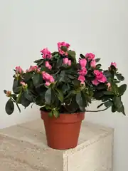 Renkli Azalea ( Açelya ) Çiçeği  2