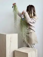 Hava Bitkisi 80 cm Dolgun Kancalı (Tillandsia Usneoides) – Sarkıcı Dekoratif İspanyol Yosunu 2