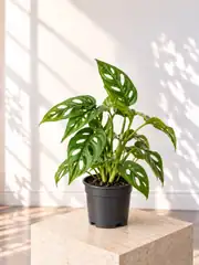 Monstera Adansonii (Monkey Mask) Bitkisi Masa Boy 2
