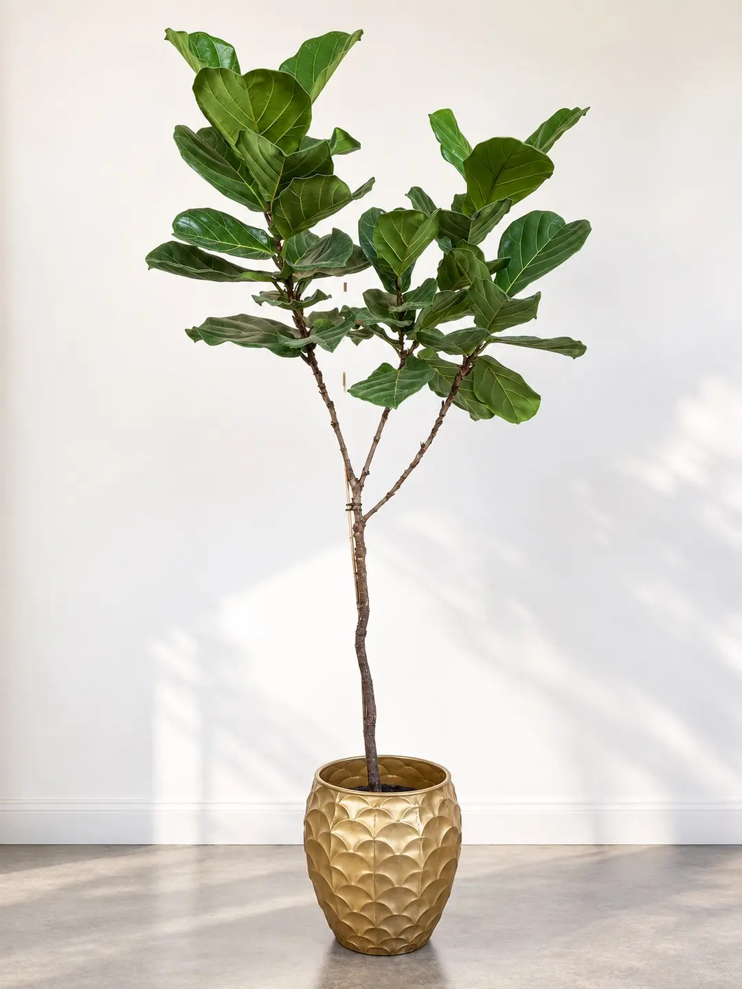 Lyrata Anaç Çatallı (ficus lyrata) 160-170 cm