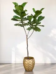 Lyrata Anaç Çatallı (ficus lyrata) 160-170 cm 1