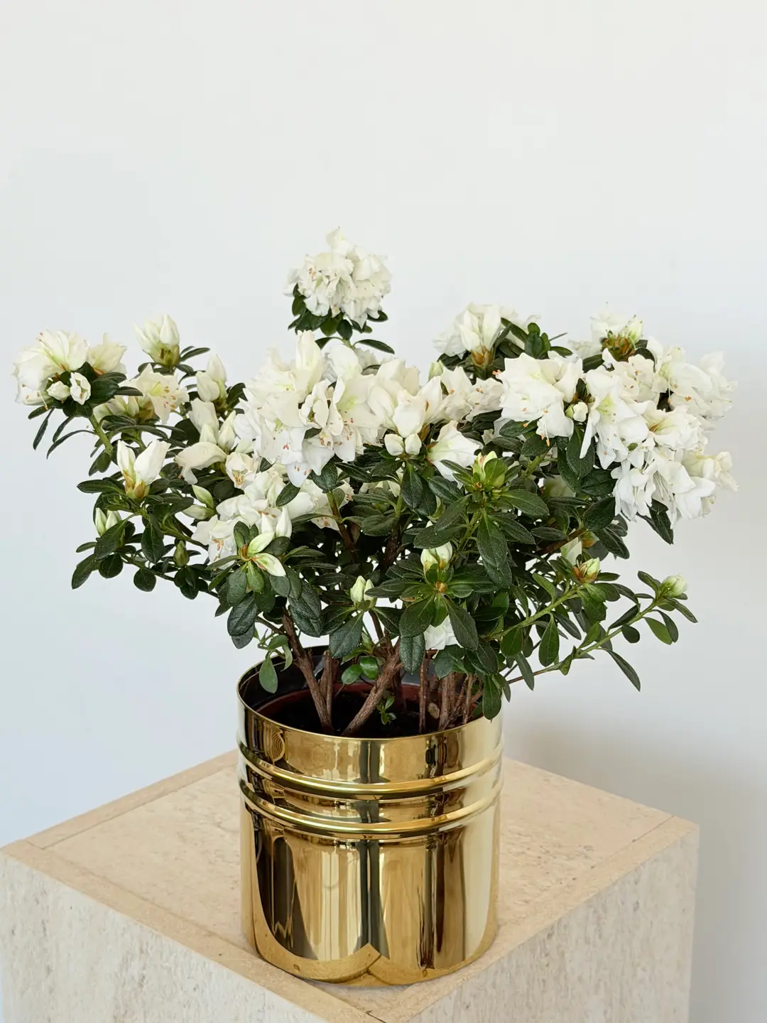 Renkli Azalea ( Açelya ) Çiçeği  3
