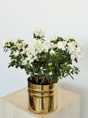 Renkli Azalea ( Açelya ) Çiçeği  3