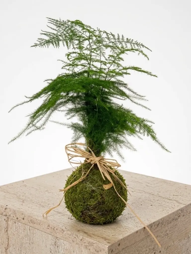 Cocodema Parlor Palm ( Mini Palmiye ) Bitkisi 