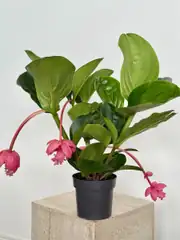 Medinilla Magnifica (Medinella) Bitkisi 2