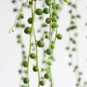 Tesbih (Senecio Rowleyanus)  Bitkisi 2