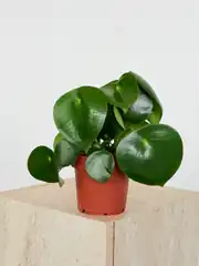 Yağmur Damlası -Raindrop Peperomia 2