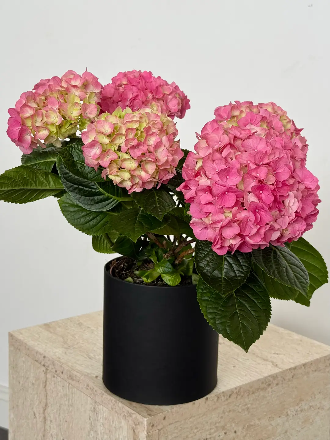 Ortanca (Hydrangea) Bitkisi Koyu Pembe
