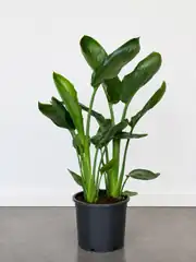 Starliçe Çift Köklü Çiçekli 60-70 cm (Cennet Kuşu Çiçeği- Strelitzia Reginea- Turuncu çiçek açan tür ) 2