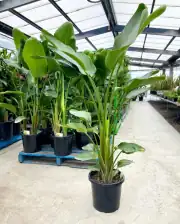 Starliçe (Strelitzia Nicolai) Bitkisi 140-160 cm Çift Köklü 2