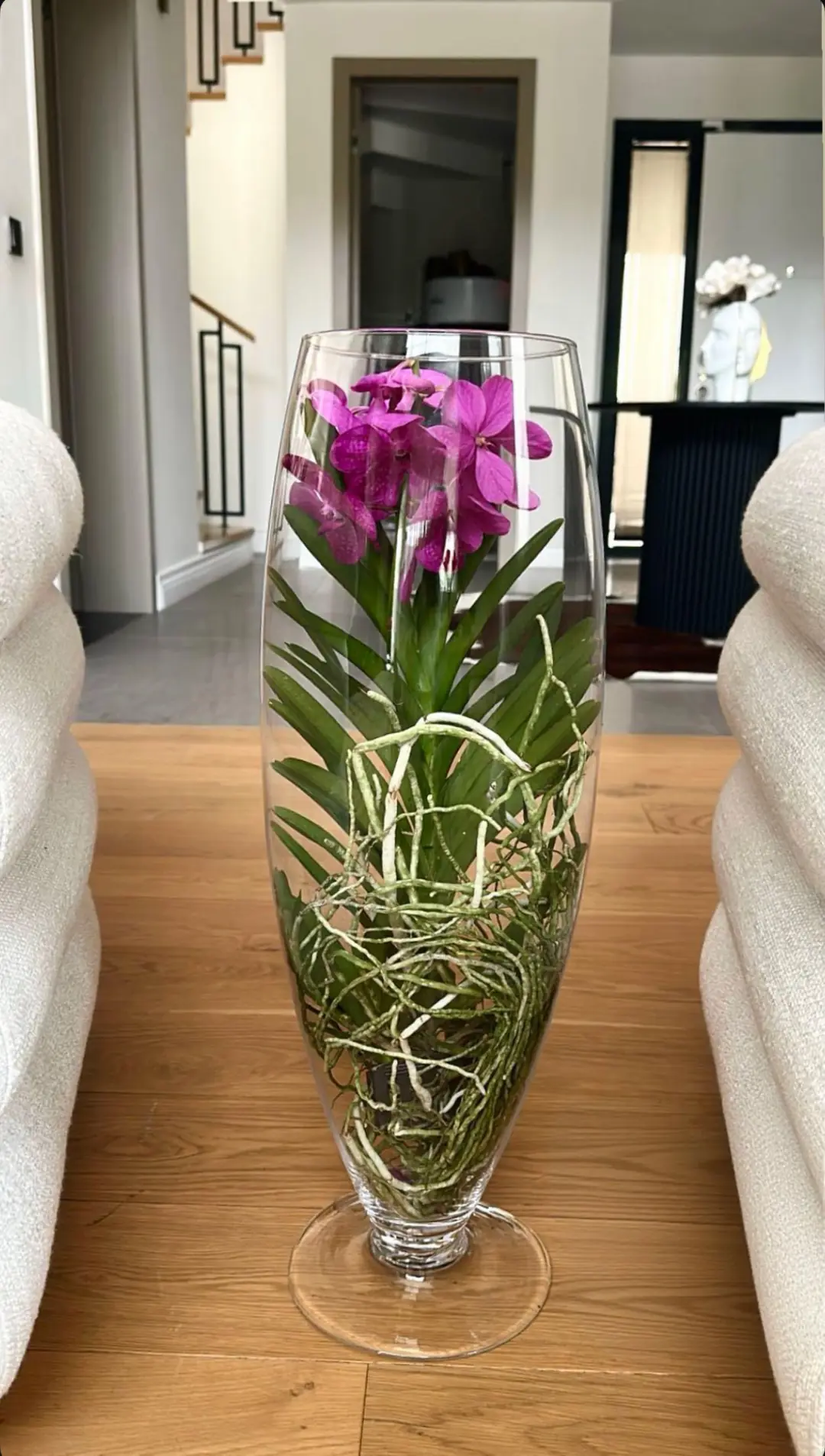 Vanda Orkide ( Hava Bitkisi ) Cam Vazoda 4