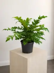 Dikenli Mahonya - Mahonia Bealei 2