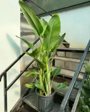  Starliçe (Strelitzia Nicolai) Bitkisi 3 Kök 150-160 cm  4